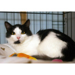 Маленький, пушистый, робкий котёнок