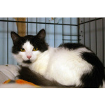 Маленький, пушистый, робкий котёнок