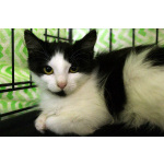 Маленький, пушистый, робкий котёнок