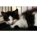 Маленький, пушистый, робкий котёнок