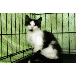 Маленький, пушистый, робкий котёнок