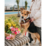 Толстушка ждёт родителей!