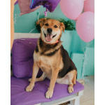 Толстушка ждёт родителей!