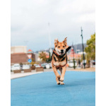 Толстушка ждёт родителей!