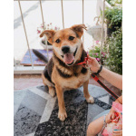 Толстушка ждёт родителей!