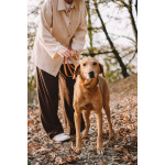 Рыжулик- метис русской гончей в добрые руки!