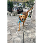 Рыжулик- метис русской гончей в добрые руки!