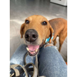 Рыжулик- метис русской гончей в добрые руки!