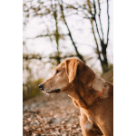 Рыжулик- метис русской гончей в добрые руки!