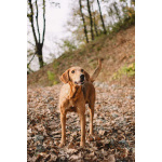 Рыжулик- метис русской гончей в добрые руки!