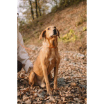 Рыжулик- метис русской гончей в добрые руки!