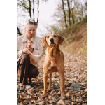 Рыжулик- метис русской гончей в добрые руки!