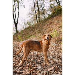 Рыжулик- метис русской гончей в добрые руки!