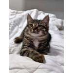 Солнечный добрый котенок Васенька ищет семью