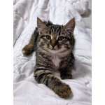 Солнечный добрый котенок Васенька ищет семью