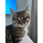 Солнечный добрый котенок Васенька ищет семью