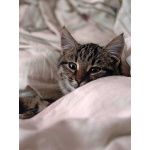 Солнечный добрый котенок Васенька ищет семью