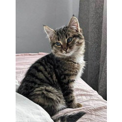 Солнечный добрый котенок Васенька ищет семью