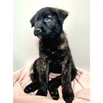 Чудесные щенки мальчик и девочка метисы лабрадора в дар