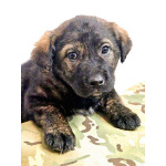 Чудесные щенки мальчик и девочка метисы лабрадора в дар