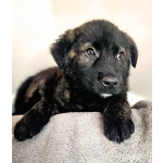 Чудесные щенки мальчик и девочка метисы лабрадора в дар