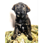 Чудесные щенки мальчик и девочка метисы лабрадора в дар