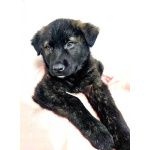 Чудесные щенки мальчик и девочка метисы лабрадора в дар