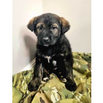 Чудесные щенки мальчик и девочка метисы лабрадора в дар