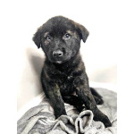 Чудесные щенки мальчик и девочка метисы лабрадора в дар