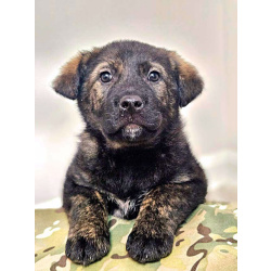 Чудесные щенки мальчик и девочка метисы лабрадора в дар