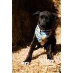 Кай - щенок, смотрящий прямо в душу, ищет любящую семью!