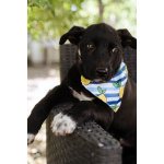 Кай - щенок, смотрящий прямо в душу, ищет любящую семью!