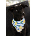 Кай - щенок, смотрящий прямо в душу, ищет любящую семью!