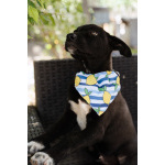 Кай - щенок, смотрящий прямо в душу, ищет любящую семью!