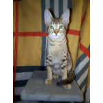 Ориентальные котята шоколадный пятнистый