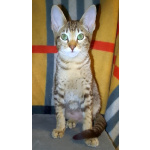 Ориентальные котята шоколадный пятнистый