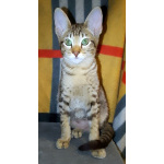 Ориентальные котята шоколадный пятнистый