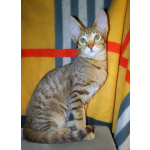 Ориентальные котята шоколадный пятнистый