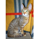 Ориентальные котята шоколадный пятнистый