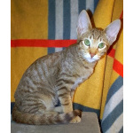 Ориентальные котята шоколадный пятнистый