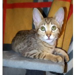 Ориентальные котята шоколадный пятнистый