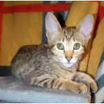 Ориентальные котята шоколадный пятнистый