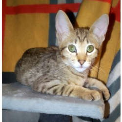 Ориентальные котята шоколадный пятнистый