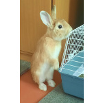 Декоративный кролик
