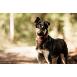 Молодой кобель по кличке Чейз в поисках дома!