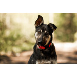 Молодой кобель по кличке Чейз в поисках дома!