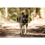 Молодой кобель по кличке Чейз в поисках дома!