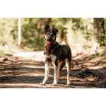 Молодой кобель по кличке Чейз в поисках дома!