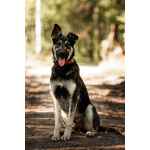 Молодой кобель по кличке Чейз в поисках дома!