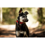 Молодой кобель по кличке Чейз в поисках дома!